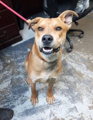 Grizzly #100, Labrador Retriever / Shepherd (Unknown Type), adult, available for adoption