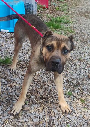 A brown dog with a red leash stands on a gravel surface.