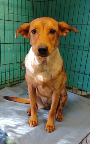 Daisy #225, Retriever (Unknown Type), puppy, available for adoption