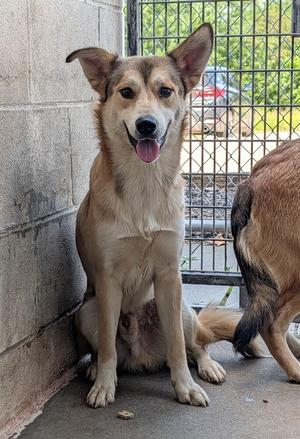 Mike #171, Shepherd (Unknown Type), puppy, available for adoption