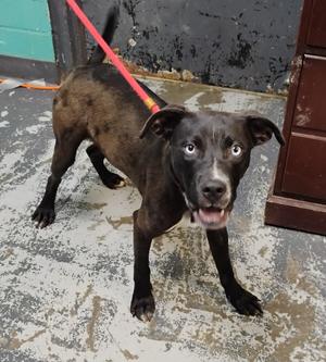 Tiny #117, Labrador Retriever / American Pit Bull Terrier, puppy, available for adoption