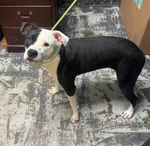 Macy #200, Pit Bull Terrier, young, available for adoption