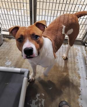 Bruce #21, Pit Bull Terrier, adult, available for adoption