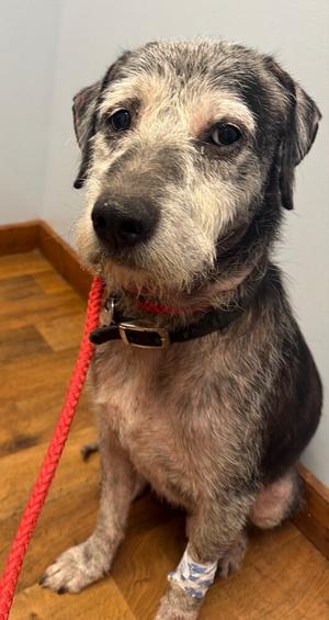 Junior #227, Terrier (Unknown Type, Medium), adult, available for adoption