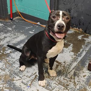 Jim #134, Pit Bull Terrier, young, available for adoption