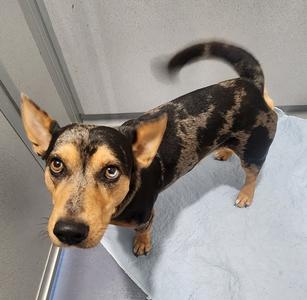 Ash, Cattle Dog / Corgi, adult, available for adoption