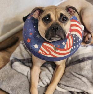 Molly, Pug / Shepherd, adult, available for adoption