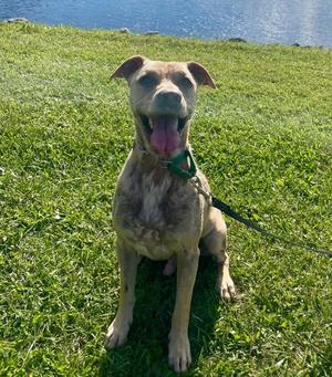 Chief, Labrador Retriever / Terrier, adult, available for adoption