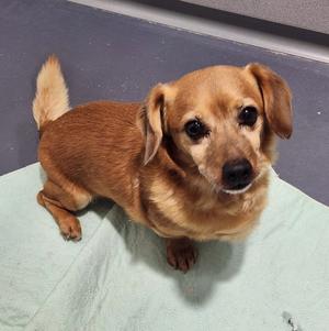 Ranger, Dachshund, adult, available for adoption