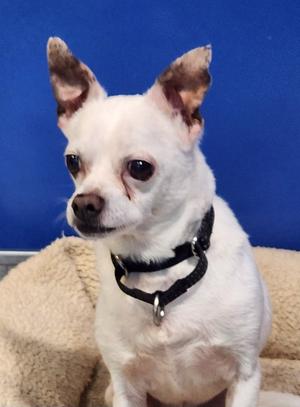 Dexter, Chihuahua, adult, available for adoption