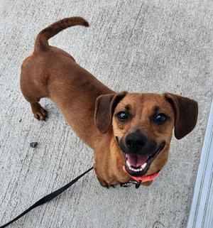 Peggy Sue, Dachshund, adult, available for adoption