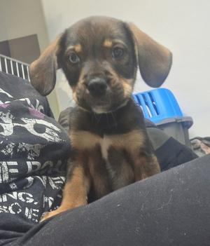 A brown and black puppy with floppy ears sitting on a person's lap.