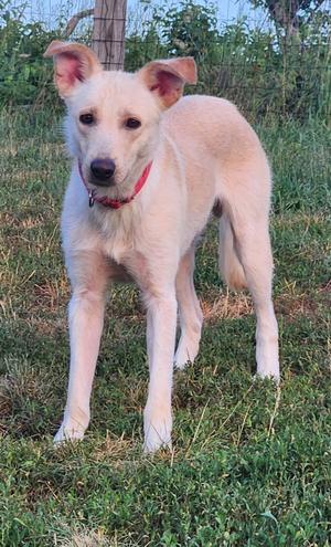 Oliver Snow, Labrador Retriever, young, available for adoption