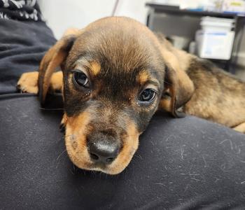 Duke, Rottweiler, puppy, available for adoption