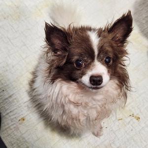 Micky, Chihuahua, adult, available for adoption