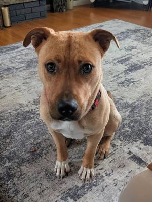 Simba, Pit Bull Terrier, young, available for adoption