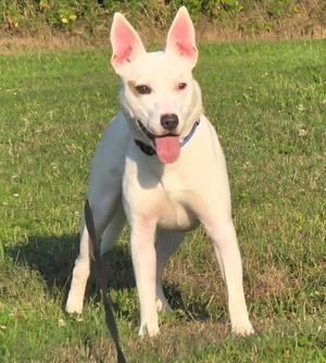 Tully, Terrier, young, available for adoption