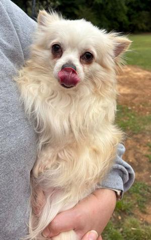 Adam, Chihuahua, adult, available for adoption