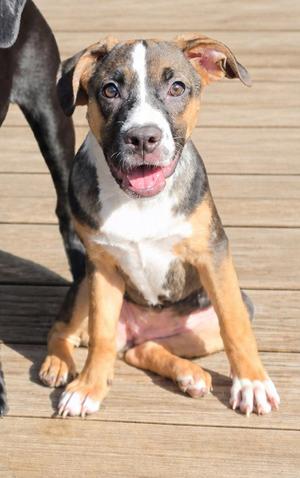 Magnolia, Pug / Shepherd, puppy, available for adoption