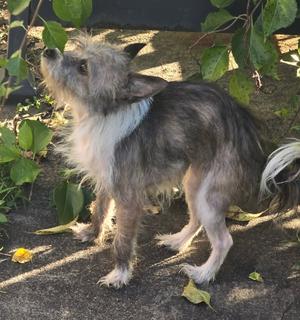 A scruffy dog with a mix of gray and white fur stands on a leaf-covered ground, surrounded by green foliage.