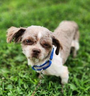 Bane, Shih Tzu, adult, available for adoption