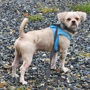 Rocky, Shih Tzu, adult, available for adoption
