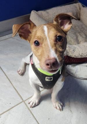 Jack, Jack Russell Terrier, adult, available for adoption
