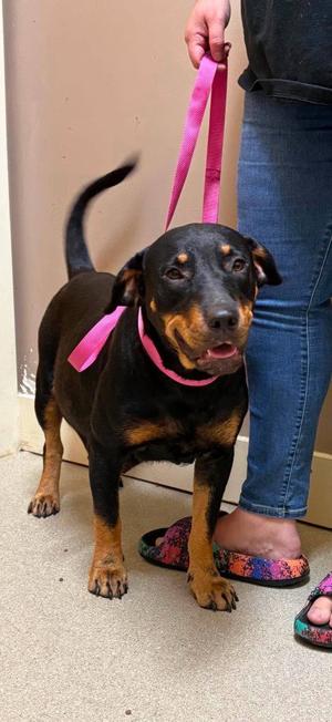 Dottie, Rottweiler, adult, available for adoption