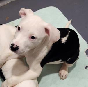 Cow, Pit Bull Terrier / Catahoula Leopard Dog, puppy, available for adoption