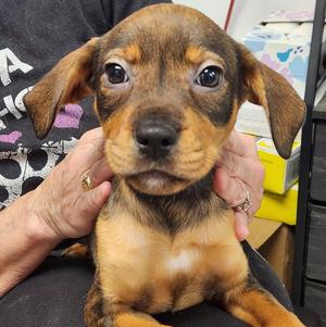 Dolly, Rottweiler, puppy, available for adoption