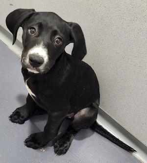 Butter, Pit Bull Terrier / Catahoula Leopard Dog, puppy, available for adoption
