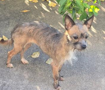 A small brown dog with a scruffy coat standing on a paved surface, surrounded by fallen leaves and green foliage.