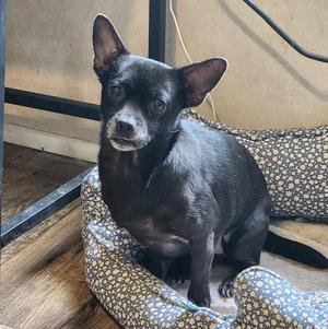 Radar, Chihuahua, adult, available for adoption