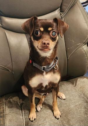 Mia, Chihuahua, adult, available for adoption