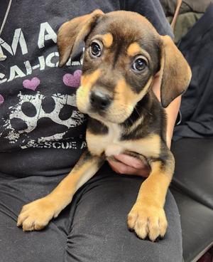 Duncan, Rottweiler, puppy, available for adoption