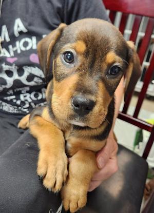 Dozer, Rottweiler, puppy, available for adoption