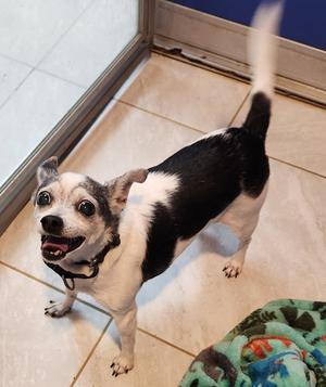 Lily Lou, Chihuahua, senior, available for adoption