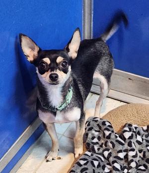 Harley, Chihuahua, adult, available for adoption