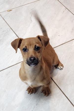 Jimmy John, Dachshund, young, available for adoption