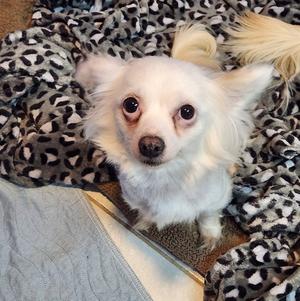 Luna, Chihuahua, adult, available for adoption