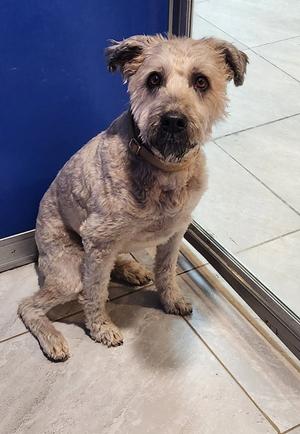 Roxy, Wheaten Terrier, senior, available for adoption