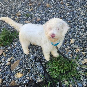 Marshmellow, Australian Shepherd / Poodle (unknown type), puppy, available for adoption