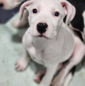 Salfa, Pit Bull Terrier / Catahoula Leopard Dog, puppy, available for adoption
