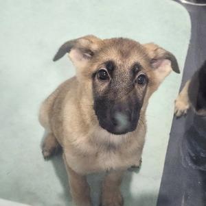 Hickory, Shepherd, puppy, available for adoption