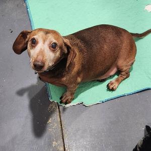 Peanut, Dachshund, senior, available for adoption