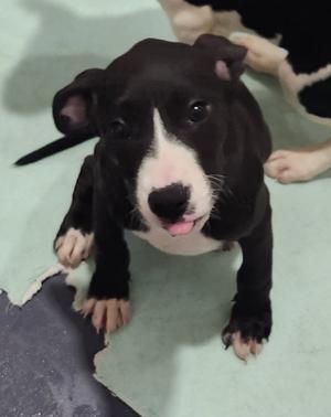 Peanut, Pit Bull Terrier / Catahoula Leopard Dog, puppy, available for adoption
