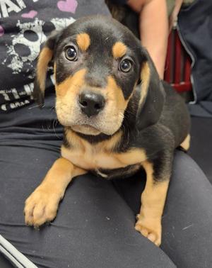 Diesel, Rottweiler, puppy, available for adoption