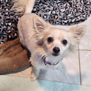 Fennec, Chihuahua, adult, available for adoption