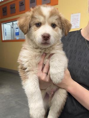 Bannock, Husky, puppy, available for adoption