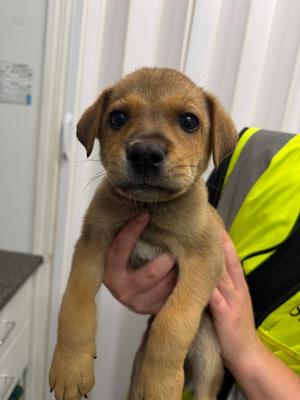 Otto, Husky / Labrador Retriever, puppy, available for adoption